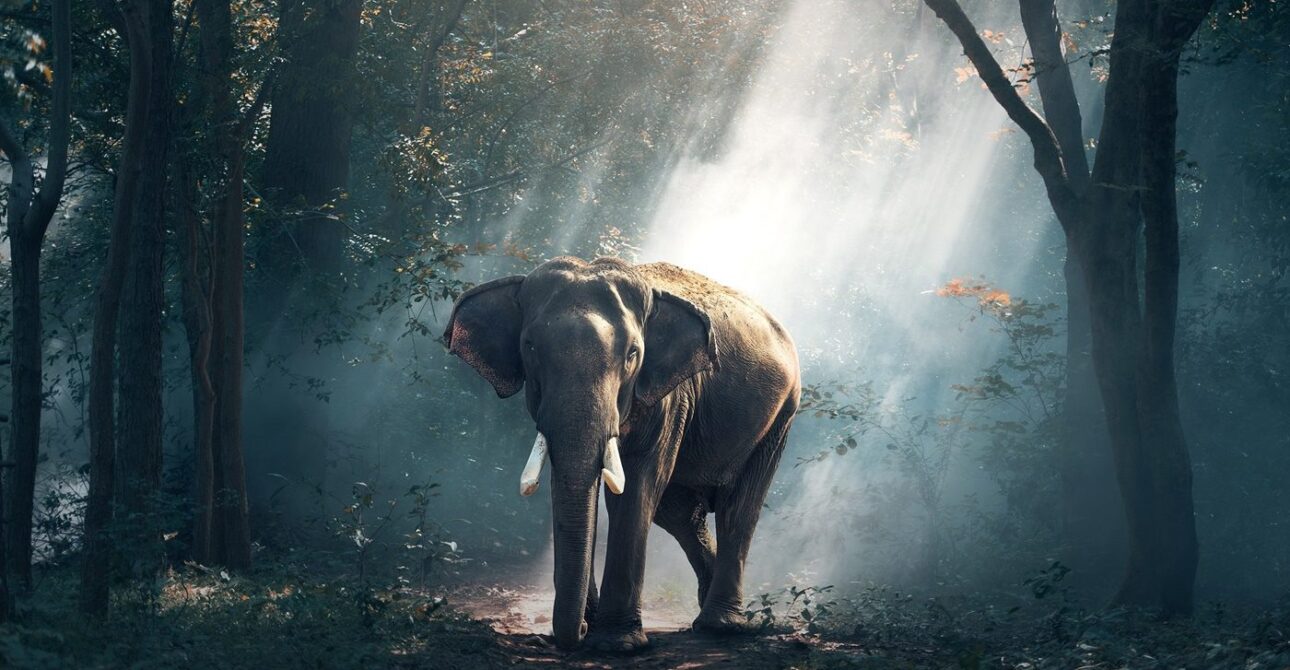 Wildlife Encounter